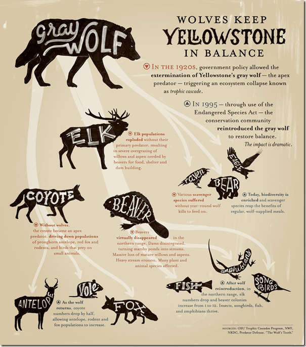 Trophic cascade Canis lupus 101 The Importance of Trophic Cascades