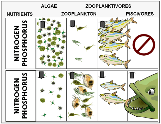 Trophic cascade - Alchetron, The Free Social Encyclopedia