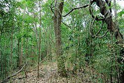 Tropical and subtropical dry broadleaf forests Tropical and subtropical dry broadleaf forests Wikipedia