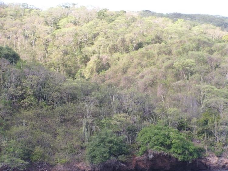 Tropical and subtropical dry broadleaf forests httpsuploadwikimediaorgwikipediacommons77