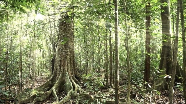 Tropical and subtropical dry broadleaf forests Tropical and Subtropical Dry Broadleaf Forest Ecology Pocket Guide
