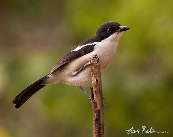 Tropical boubou Tropical Boubou Ethiopia ReVisited Bird images from foreign