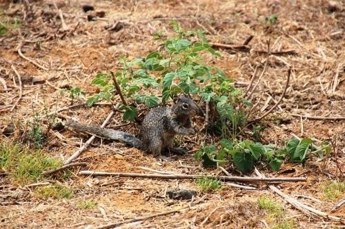 Tropical ground squirrel httpsstaticinaturalistorgphotos172424mediu