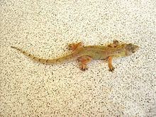 Tropical house gecko httpsuploadwikimediaorgwikipediacommonsthu