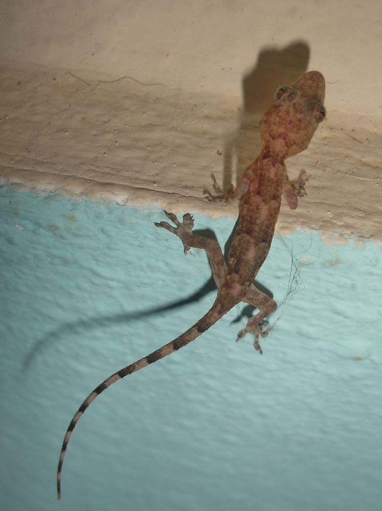 Tropical house gecko FileTropical House Gecko Hemidactylus mabouia 6161751532jpg