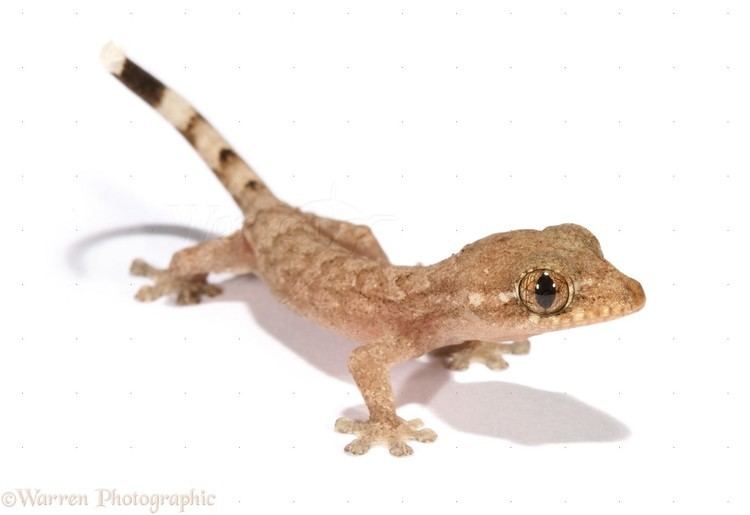 Tropical house gecko Trinidad house gecko recently hatched photo WP12802