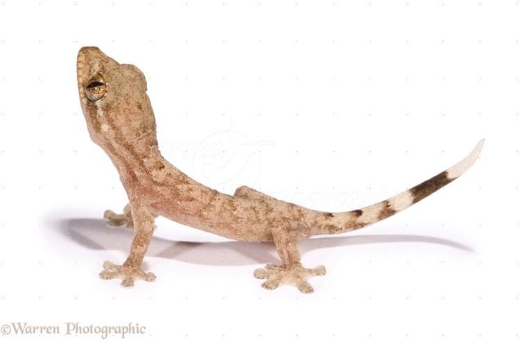 Tropical house gecko House gecko juvenile photo WP12852