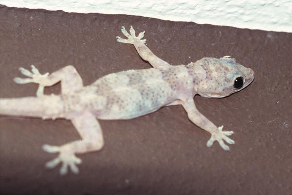 Tropical house gecko Wild Herps Wood Slave Hemidactylus mabouia