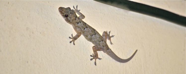 Tropical house gecko Tropical House Gecko