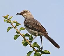 Tropical mockingbird httpsuploadwikimediaorgwikipediacommonsthu