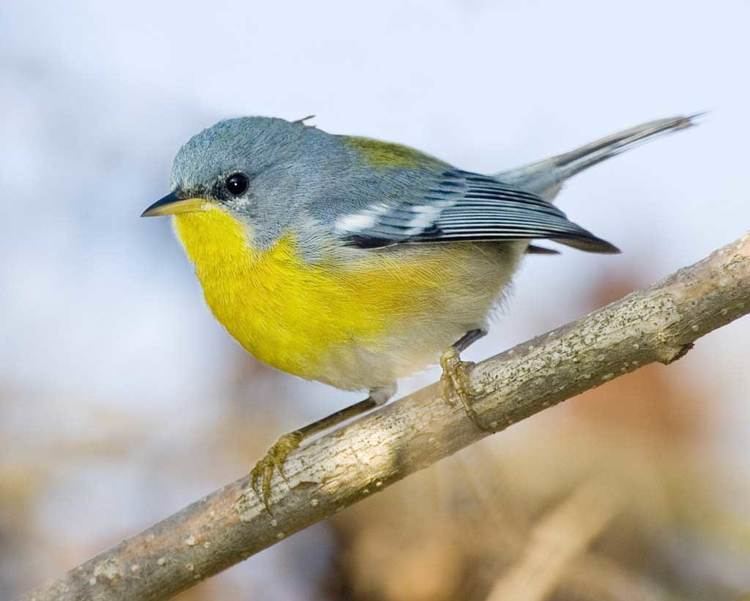 Tropical parula Tropical Parula Audubon Field Guide