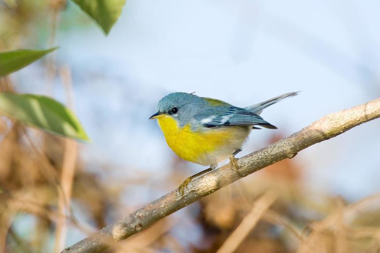 Tropical parula Tropical Parula Audubon Field Guide