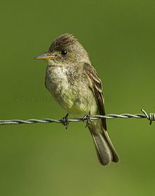 Tropical pewee Tropical pewee Wikipedia