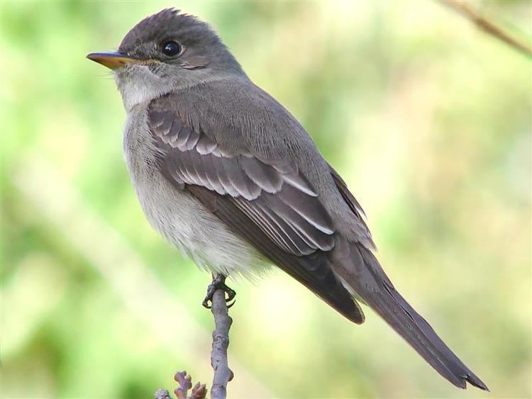 Tropical pewee Tropical Pewee Contopus cinereus videos photos and sound