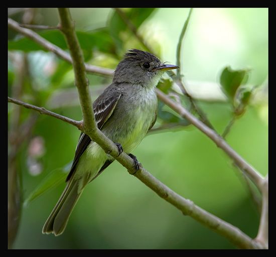 Tropical pewee Tropical Pewee BirdForum Opus