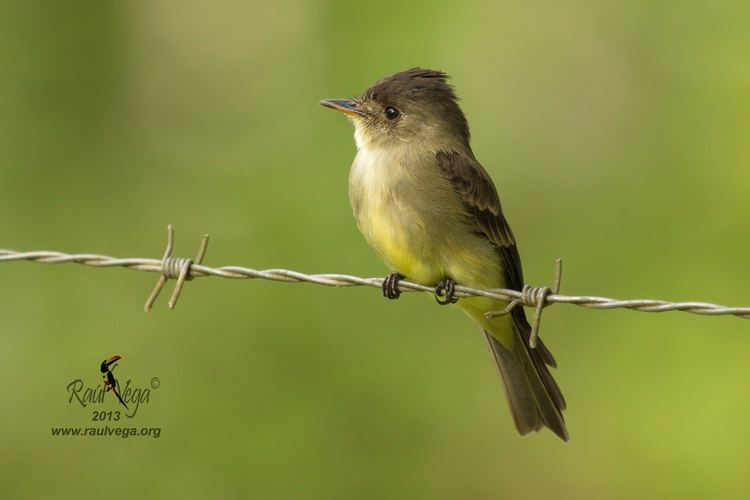 Tropical pewee Pib Tropical Tontillo Pigu Tropical Pewee Contop Flickr