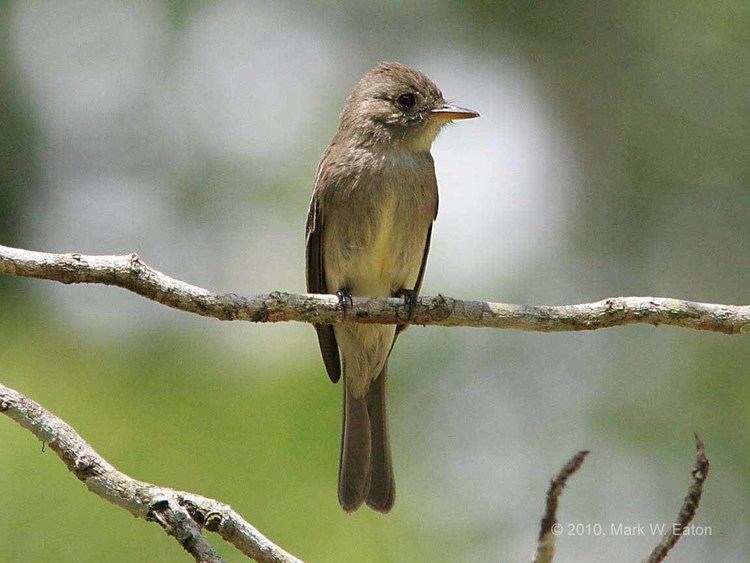 Tropical pewee wwwmarkeatonorgGalleriesPanama08Outputimages