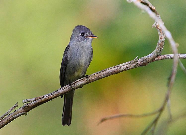 Tropical pewee Tropical Pewee Contopus cinereus videos photos and sound