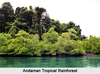 Tropical rainforests of India wwwindianetzonecomphotosgallery38andamantro