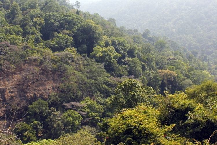 Tropical rainforests of India Tropical Rain Forest On Western Ghats Of India Download Links