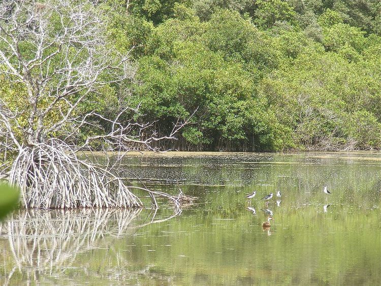 Tropical salt pond ecosystem