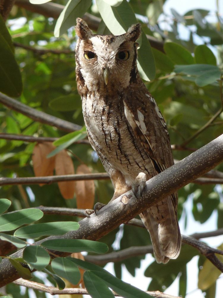 Tropical screech owl httpsuploadwikimediaorgwikipediacommons99