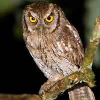 Tropical screech owl Tropical Screech Owl Megascops choliba Information Pictures