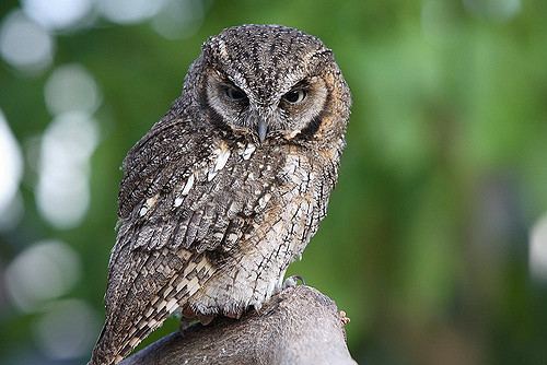 Tropical screech owl tropical screech owl Teruhide Tomori Flickr
