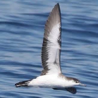Tropical shearwater More on Puffinus bailloni Tropical Shearwater