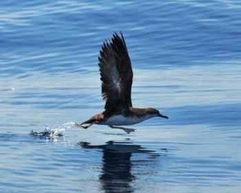 Tropical shearwater Agreement on the Conservation of Albatrosses and Petrels Does the