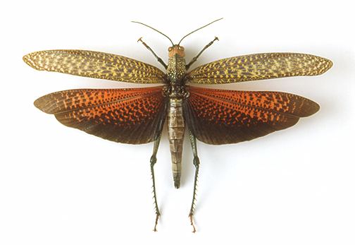 Tropidacris godofinsectscom Giant Grasshopper Tropidacris dux
