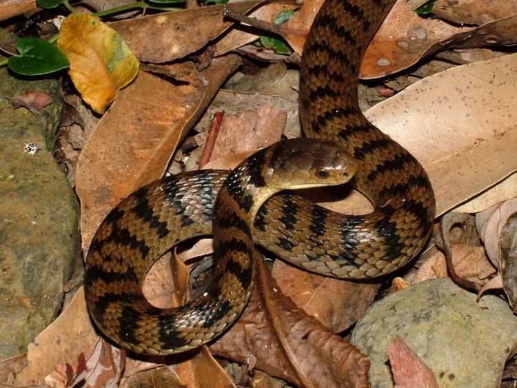 Tropidechis carinatus Roughscaled snake Tropidechis carinatus Department of