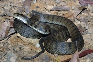 Tropidechis carinatus Roughscaled Snake Queensland Museum