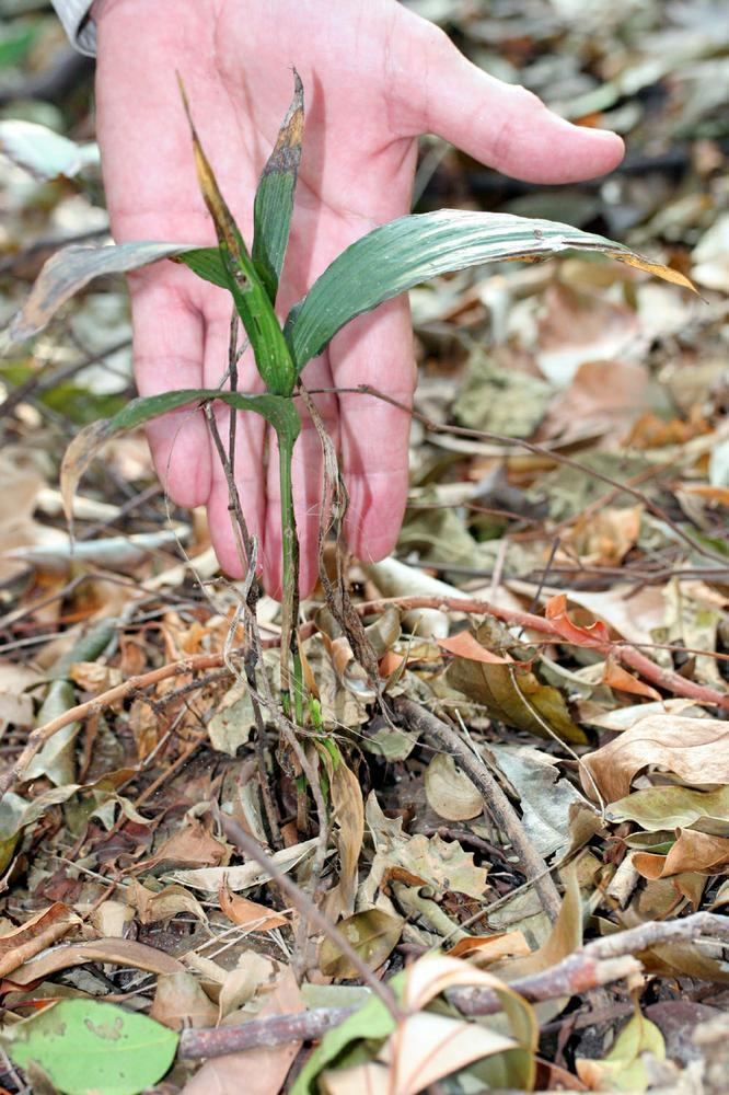 Tropidia Tropidia polystachya Young Palm Orchid Go Orchids