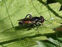 Tropidia (fly) httpsuploadwikimediaorgwikipediacommonsthu