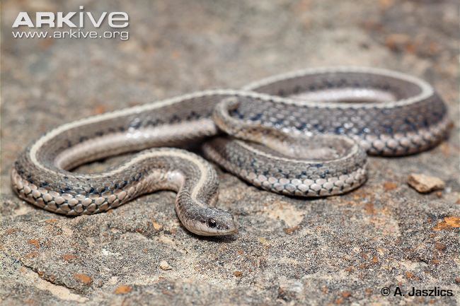Tropidoclonion Lined snake videos photos and facts Tropidoclonion lineatum ARKive