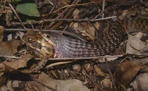 Tropidonophis mairii Freshwater Snake Keelback Snake Queensland Museum