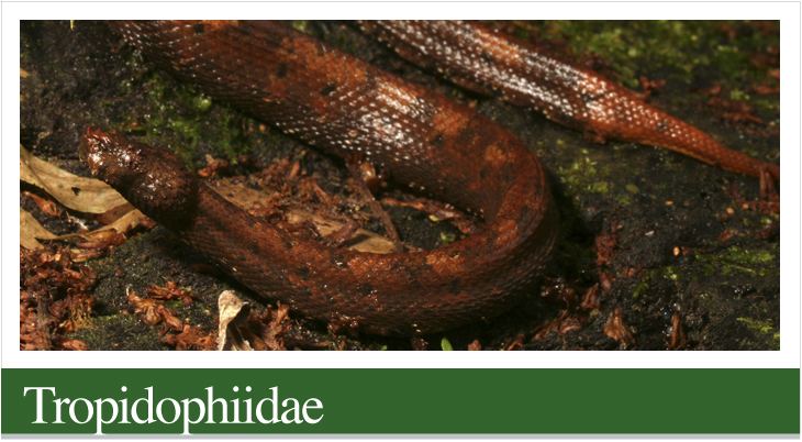Tropidophiidae ReptiliaWebEcuador Lista de especies