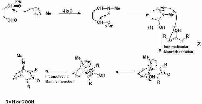 Tropinone Mechanism of Robinson39s synthesis of tropinone Hive Serious Chemistry