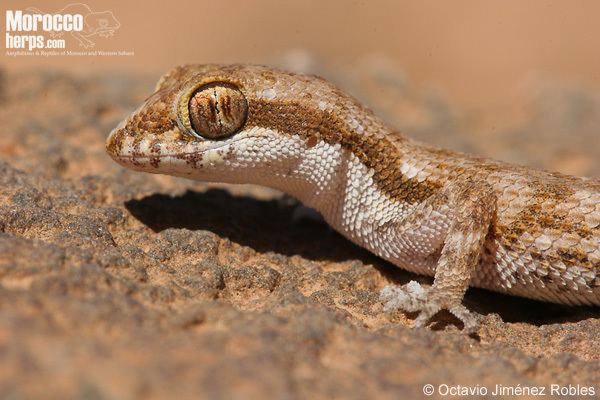 Tropiocolotes Ficha de Tropiocolotes algericus Anfibios y Reptiles de Marruecos