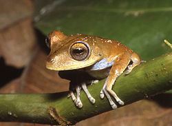 Troschel's tree frog httpsuploadwikimediaorgwikipediacommonsthu