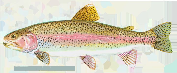 Trout Fishing in America - Alchetron, the free social encyclopedia