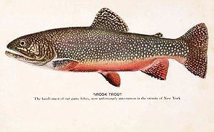 Trout httpsuploadwikimediaorgwikipediacommonsthu