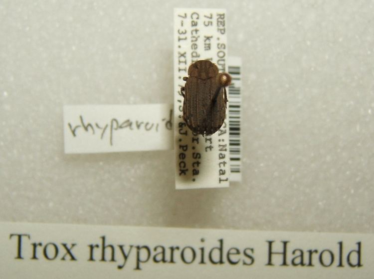 Trox rhyparoides