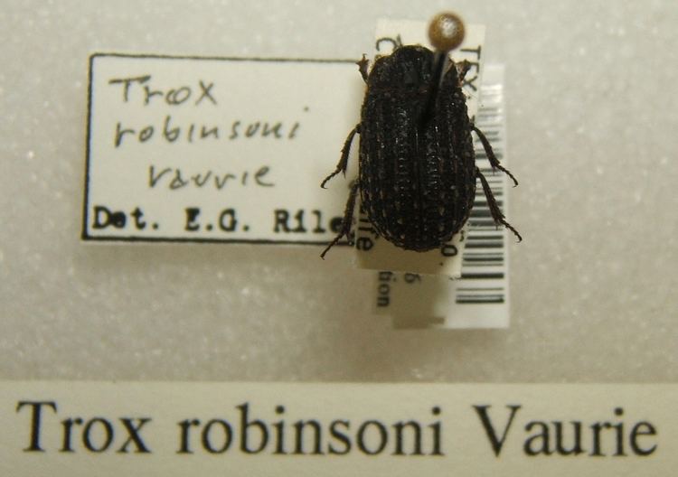 Trox robinsoni