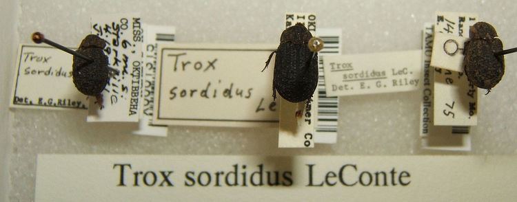 Trox sordidus