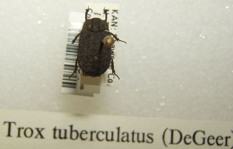 Trox tuberculatus