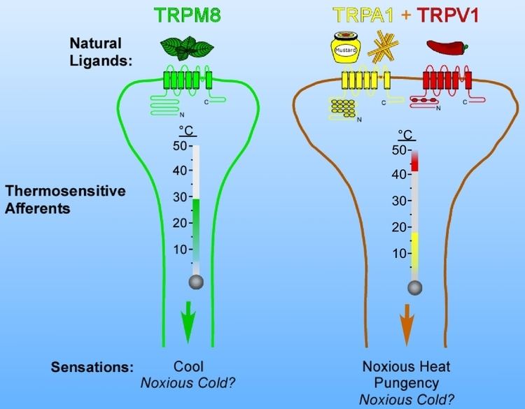 TRPA1 receptor agonist