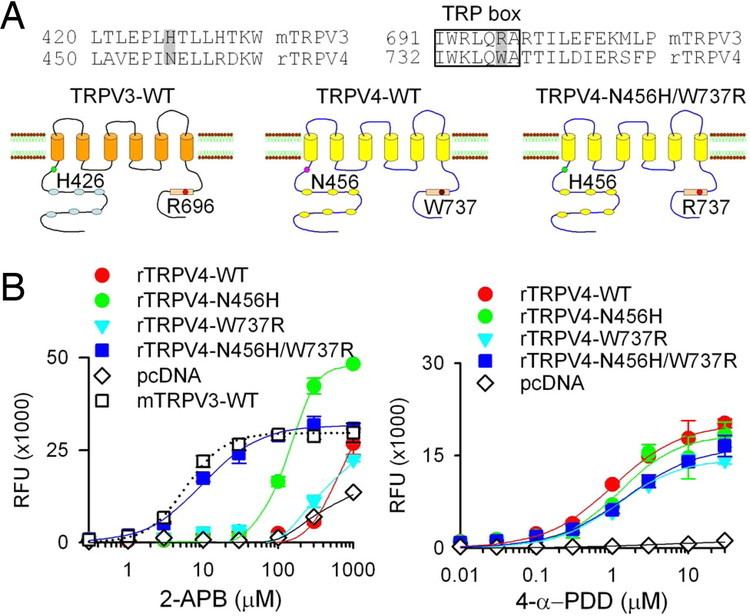 TRPV3 Two amino acid residues determine 2APB sensitivity of the ion