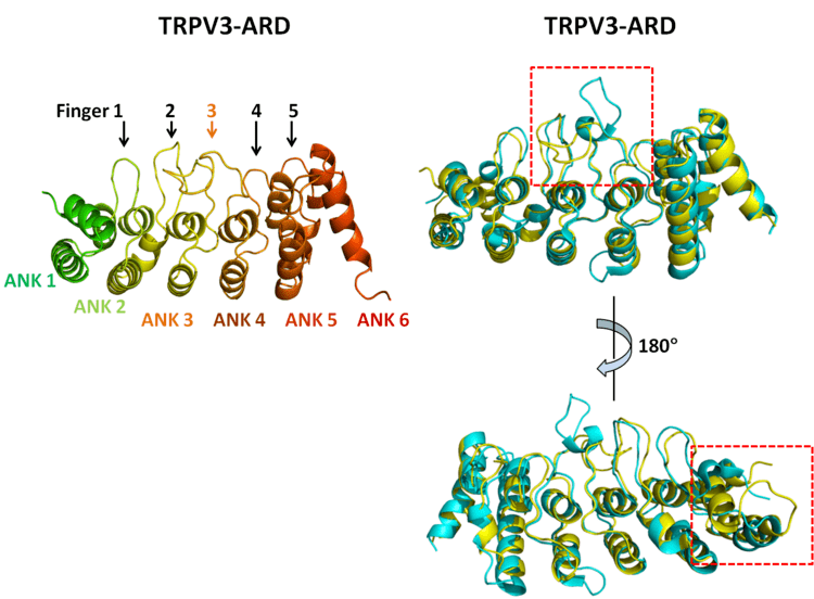 TRPV3 Dijing Shi et al from KeWei Wang laboratory in collaboration with